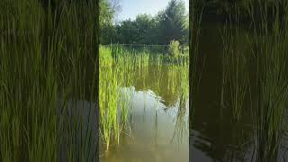 Relaxing by the pond at the end of the day