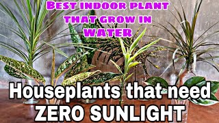 Best indoor plant that can grow in water with zero sunlight