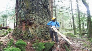 Amazing Fastest Cutting Down Huge Tree, Incredible Logging Truck & Woodworking in Factory