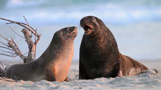 Sea Lions of Dunedin, Sandfly Bay