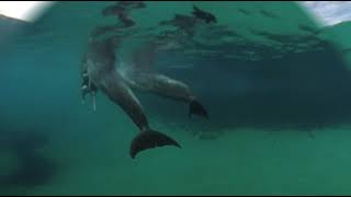 Dolphins Swimming in 360