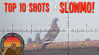 Top 10 Bird Hunt Shots in SlowMo