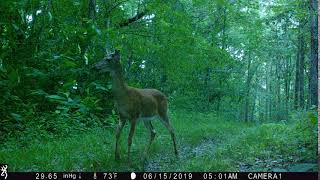 young buck with new antlers2