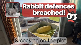 Allotment Adventures: Rabbit-Proofing & Fresh Sweetcorn Feast! 🌽🐇 | Digging, Harvesting & More. ASMR