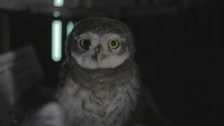 HANDRAISING A SPOTTED OWLET | AMAZING RESCUES | WILDLIFE REHABILITATION | RESQ