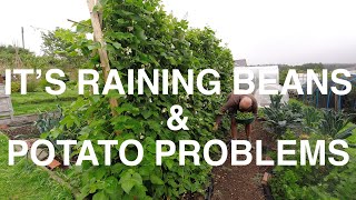 Its Raining Beans | Potato Problems | Allotments For Fun and Food