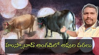 హుస్నాబాద్ అంగడిలో దరలు#dairyfarm