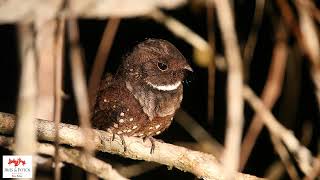 Bacurau-ocelado  (Nyctiphrynus ocellatus)  Ocellated Poorwill