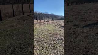 Trying to catch a shy donkey so he can be rehomed. #Farm #FarmLife #Donkey #Cattle #Homesteading