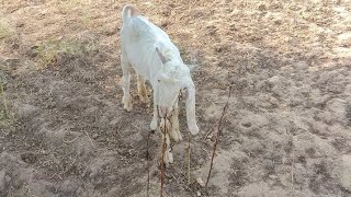 This goat is very dangerous