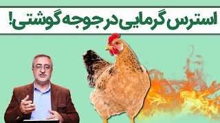 استرس گرمایی در جوجه های گوشتی