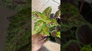 Happy trio Coleus are growing well in a small pot