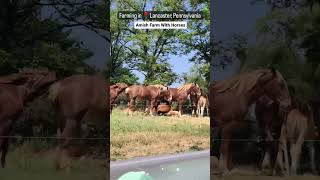 Horse Farming in USA. #farming #lancasternewcity #usa