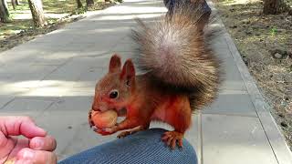 Кормлю Белку грецкими орехами / Feeding Squirrel