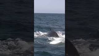 #humpbacks 🐋💦🇵🇪 #northperu #shorts