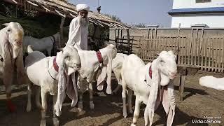 Gulabi goats.