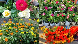 GALIFF STREET FLOWER PLANTS MARKET IN KOLKATA | KOLKATA FLOWER PLANTS MARKET