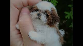 Tpday's cool Shih Tzu Adorable dog breed