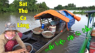 Sát Thủ Cá Lăng Lại Thấy Xuất Hiện Ở Gò Dầu Tây Ninh - Đời Sống Dân Dã