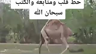 سبحان الله جمل بدون رأس