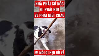 Video hài chú chó cưng của nhà các bạn