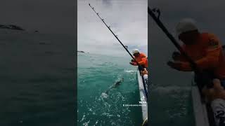 Sabalo Real- Tarpon del Atlántico Costa Rica !