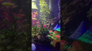 Glofish Tank #fishtank #glofish #aquarium #bettafish #plantedtank #aquascape #Short #rainbowshark