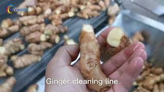 Ginger Washing Machine|Ginger Cleanse|Automatic Ginger Cleaning Line