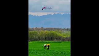 Village life. د کلی ژوند . زنده گی در قریه