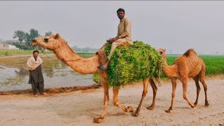 Morning Routine Of Desert man Pakistan | Cooking Traditional | Village Life Pakistan