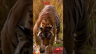 Tiger Taking a Refreshing Drink 🐅💧 | Wildlife Shorts