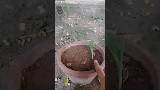 சோளக்கருது செடி முளைச்சிருச்சு #plant 🌱