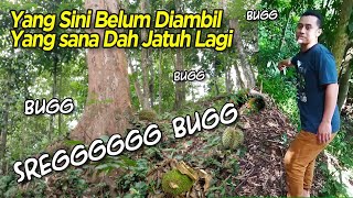 Sreeggg, Bug Gedebug.. Momen Detik Detik Durian Jatuh Tertangkap Kamera