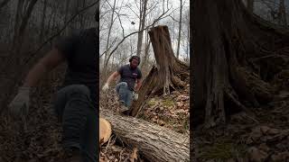 Back gone #outdoors #stihl #husqvarna #chainsawman #lumberjacks #logging #shorts