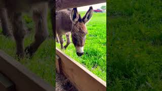 Serotonin in a Bottle ❤️ #youtubeshorts #cuteanimals #love #donkey