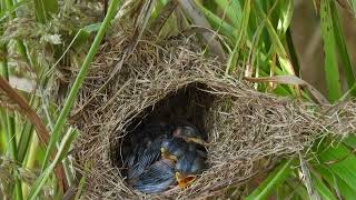 Four babies hungry and crying roughly in the nest