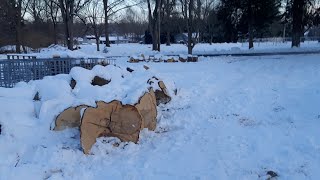 WOODLOT BURIED IN SNOW