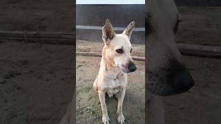 🙈🙈😹😹 ठरकी डॉग 🫵🏻🫵🏻🫵🏻 🤣🤣😂 #shorts #viral #dog #dogcomedy #funnyvideo #tranding #funny #viralshort