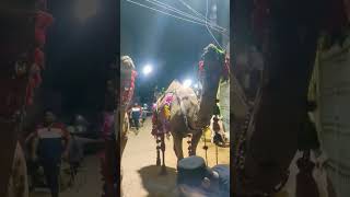 MASHA ALLAH 🐫🐪 #youtubeshorts #trandingshorts #shortvideo #faadykhan #2023 #karachi #viral