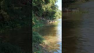 Rio São Francisco - 2024 (Três Marias - MG) #shorts #pescaria #pesca