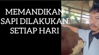 Memandikan Sapi Dilakukan Setiap Hari