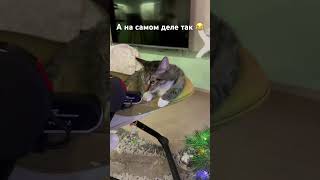 Три ребенка - котенка #cat #catvideos #котики #кошка #малыш #ребенок #декрет