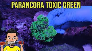 EUPHYLLIA PARANCORA TOXIC GREEN | ESQUEJANDO en 3 PIEZAS