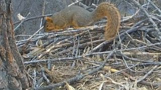 Decorah Eagles  11-20-15  Brave Squirrel On The Nest