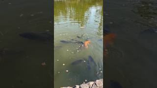 Кормление рыб и черепах в Нара парке #narapark #fish #tortilla