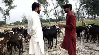 Goat farming | small goat farm | Technique to Earn Millions from Goat Farming |Goat Farming Pakistan