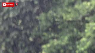 The sound of midsummer rain falling on the green grass ASMR  KUN ASMR SOUND