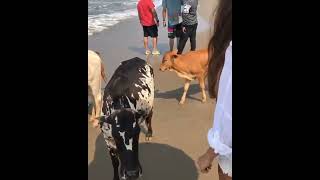 DISHA PATANI WITH COWS | HOLY COW HINDU RITUAL