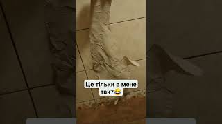 Сюрприз в туалетному папері) Це тільки в мене так? #shortvideo #shortsvideo #short #shorts