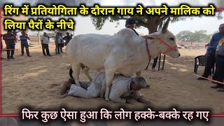 गाय के नीचे दब गया | नागौरी गाय | Nagaur cow | Cow Dance | Cow milk | Nagaur Pashu Mela